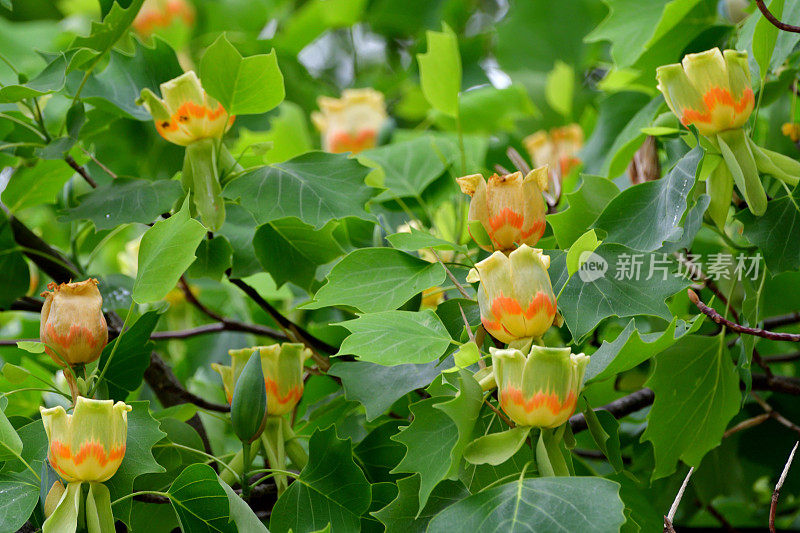 郁金香树/鹅掌楸郁金香花